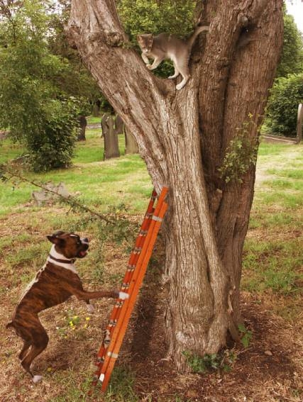 Creation of Clever Dog: Step 5